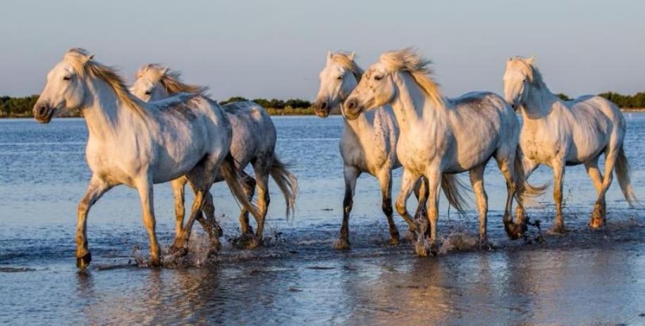 Entre Terre Et Mer Marsillargues Екстер'єр фото